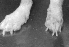 met lange uitgroeiende nagels met lange uitgroeiende nagels